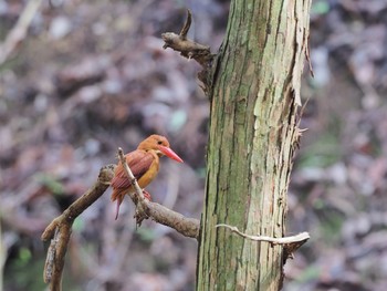 アカショウビン ささやまの森公園(篠山の森公園) 2021年5月23日(日)