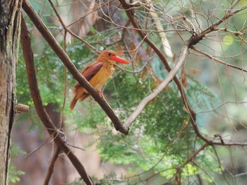 アカショウビン ささやまの森公園(篠山の森公園) 2021年5月23日(日)