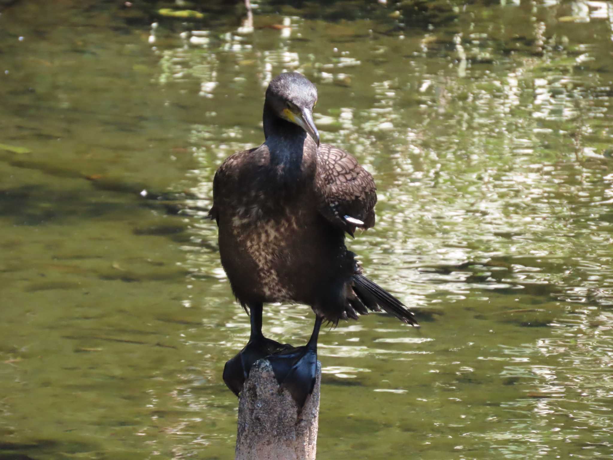 カワウ