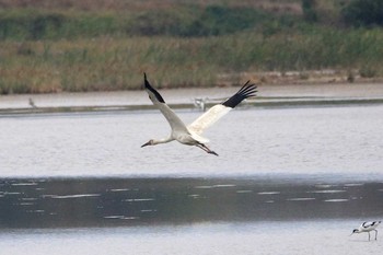 Siberian Crane マイポ(香港) Sun, 2/19/2017