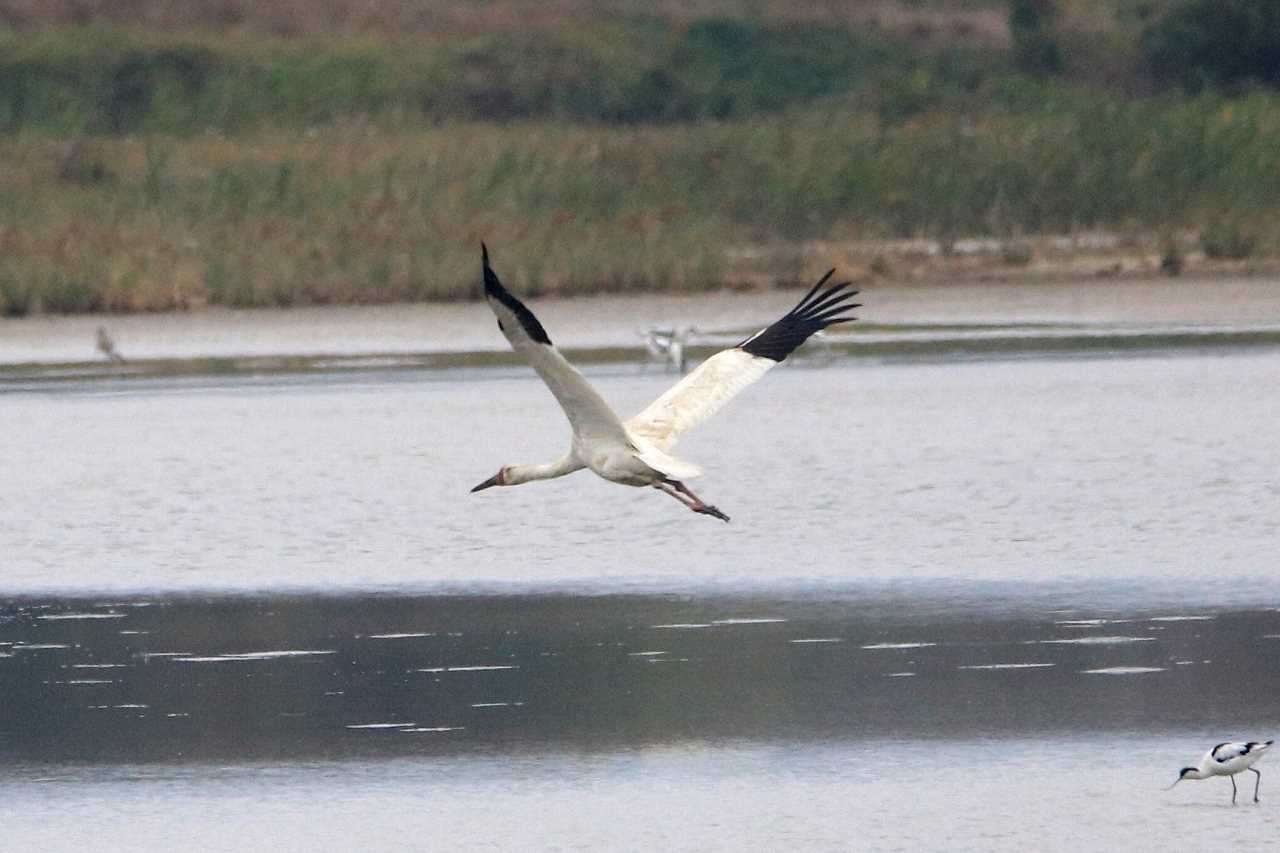 Siberian Crane