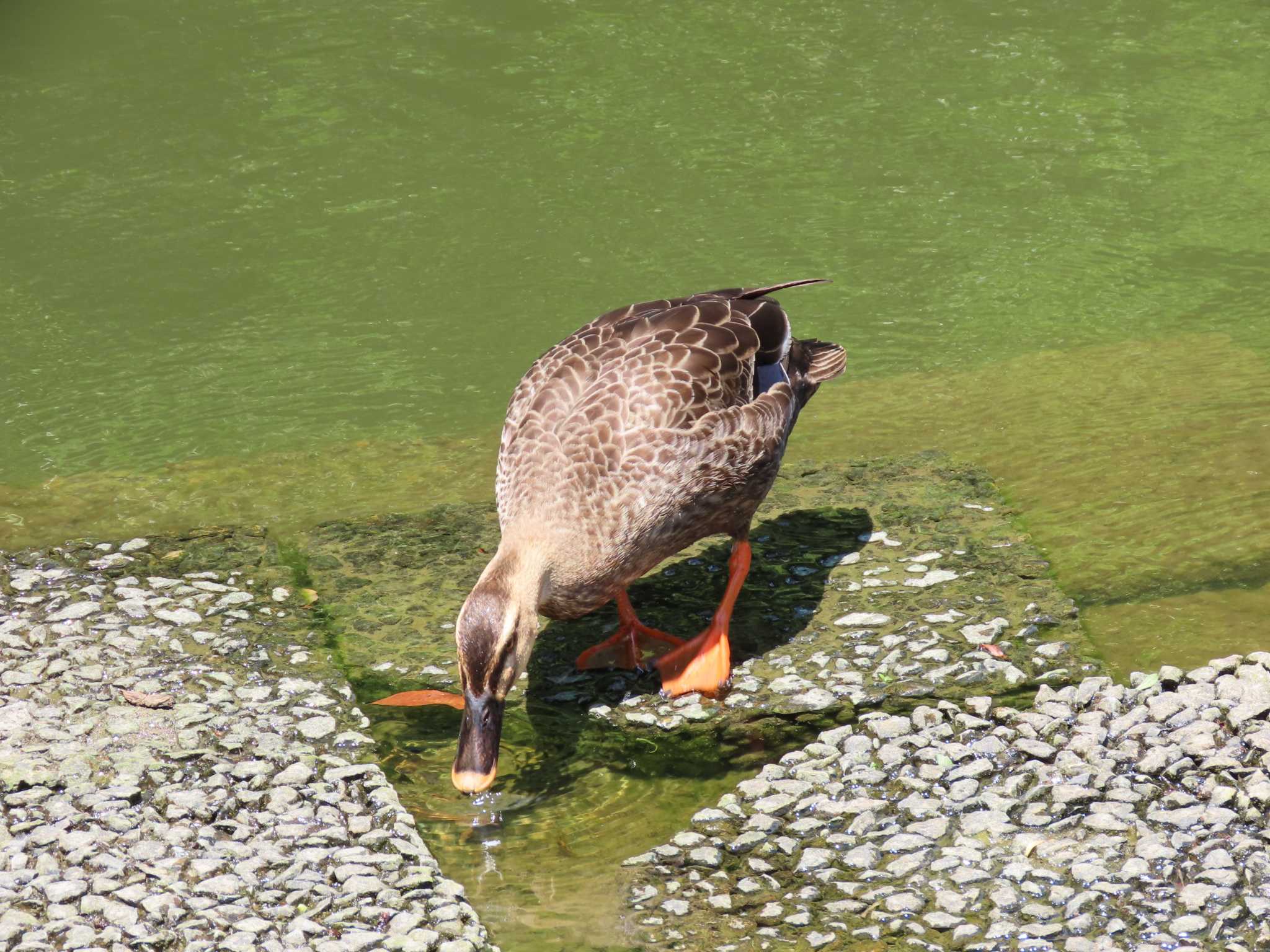 Photo of Eastern Spot-billed Duck at 仙台堀川公園(江東区) by のぐち