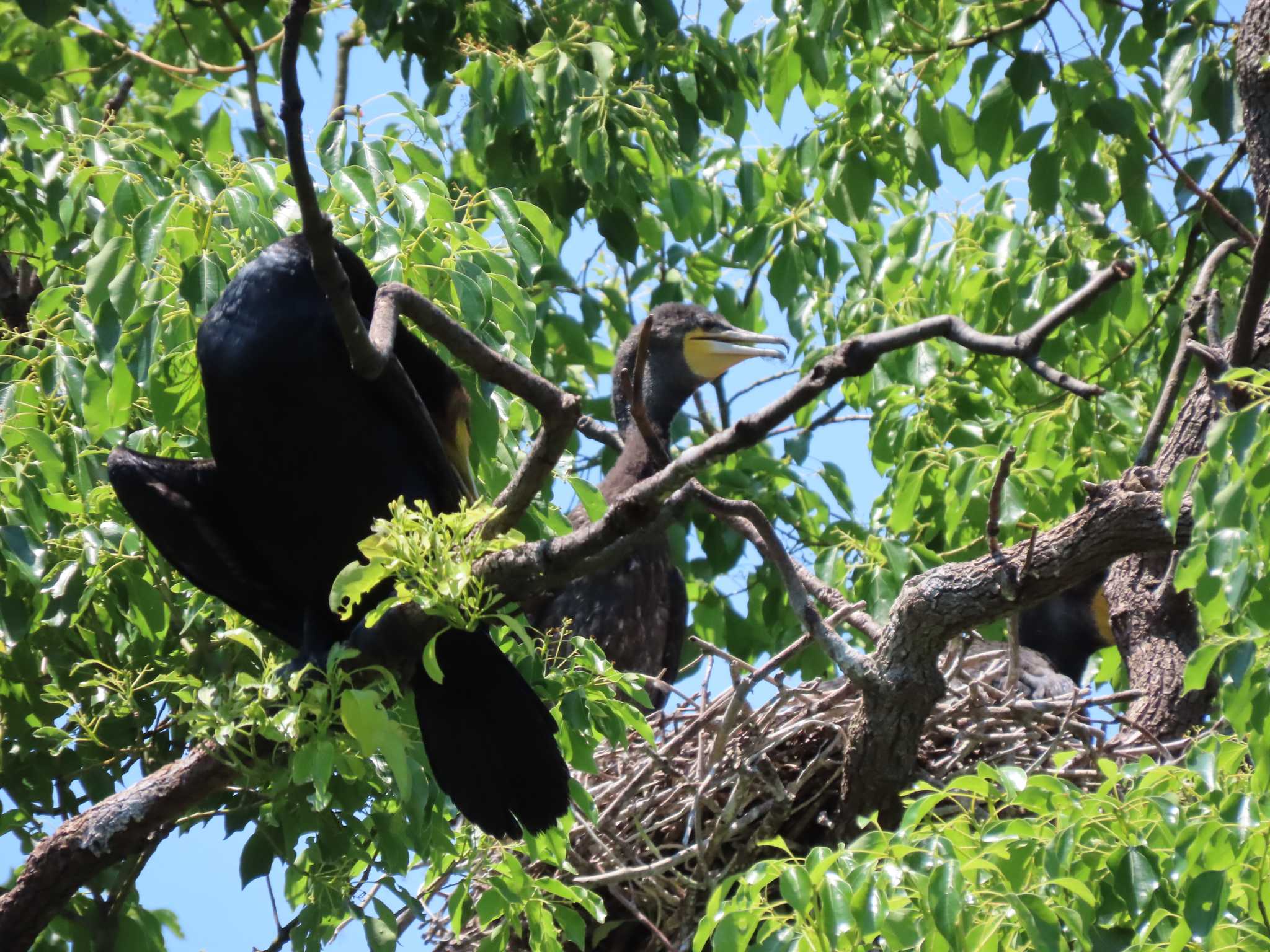 Photo of Great Cormorant at 仙台堀川公園(江東区) by のぐち