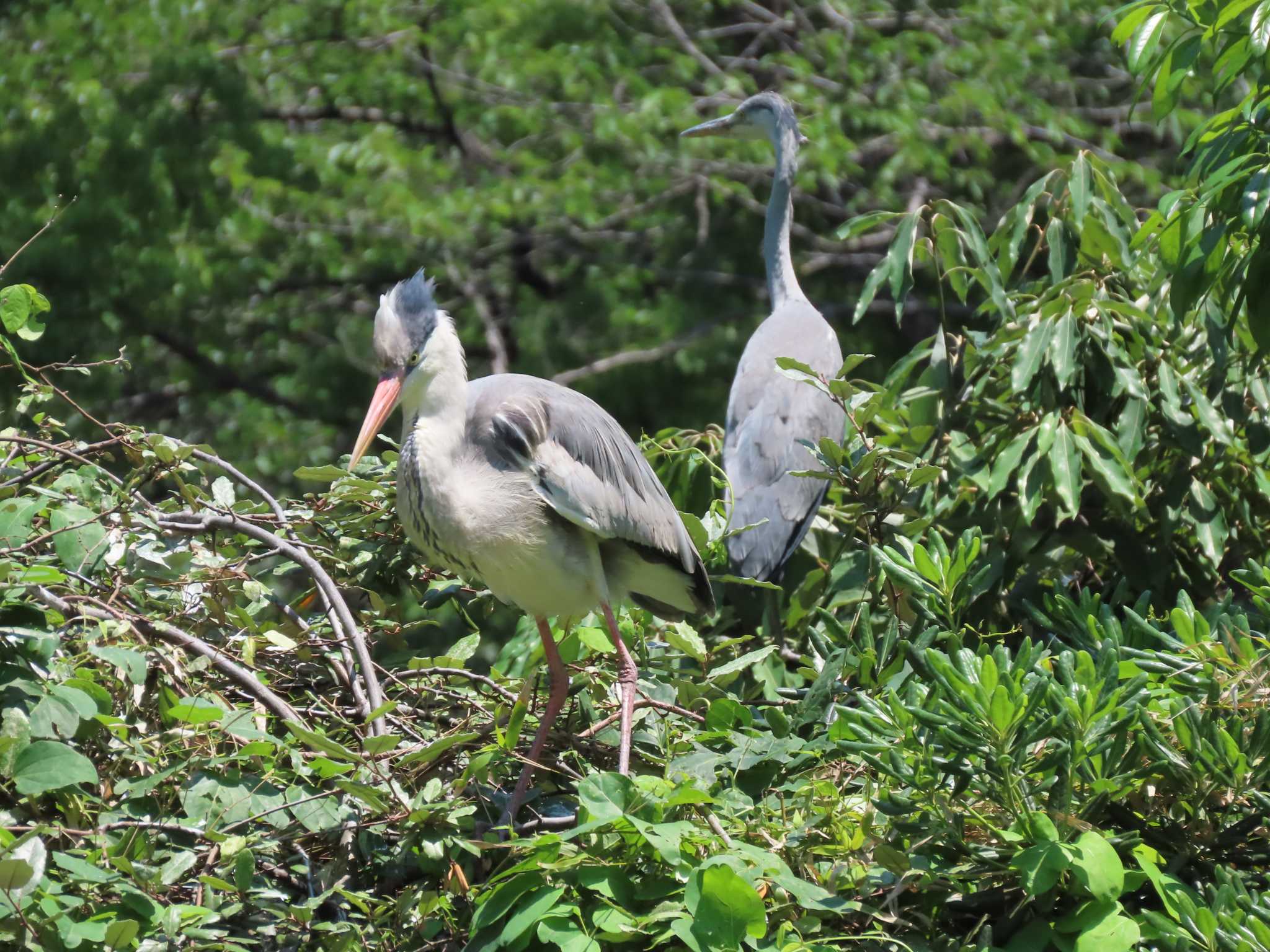 Photo of Grey Heron at 仙台堀川公園(江東区) by のぐち