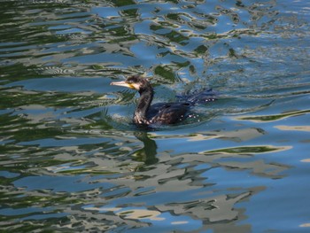 カワウ 木場公園(江東区) 2021年5月23日(日)