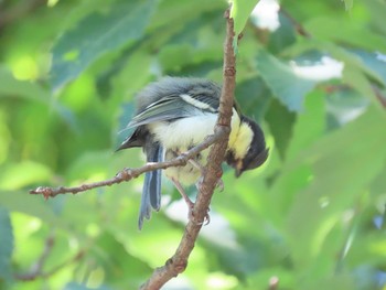 2021年5月23日(日) 木場公園(江東区)の野鳥観察記録