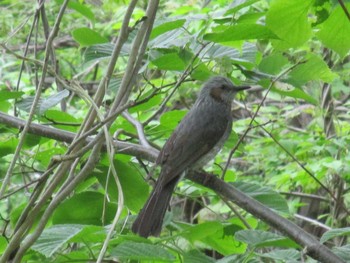 2021年5月23日(日) 宮丘公園(札幌市西区)の野鳥観察記録