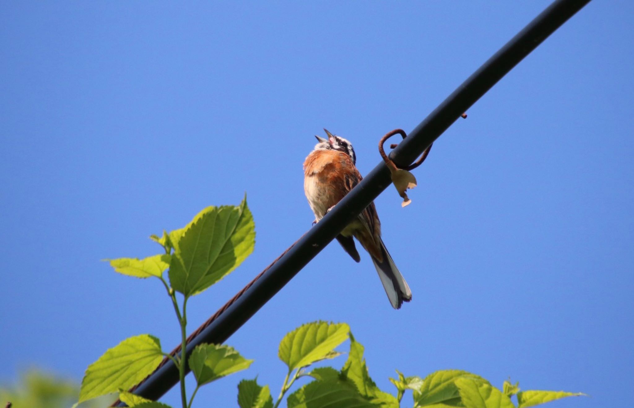 Photo of Meadow Bunting at 伊吹山 by Mariko N