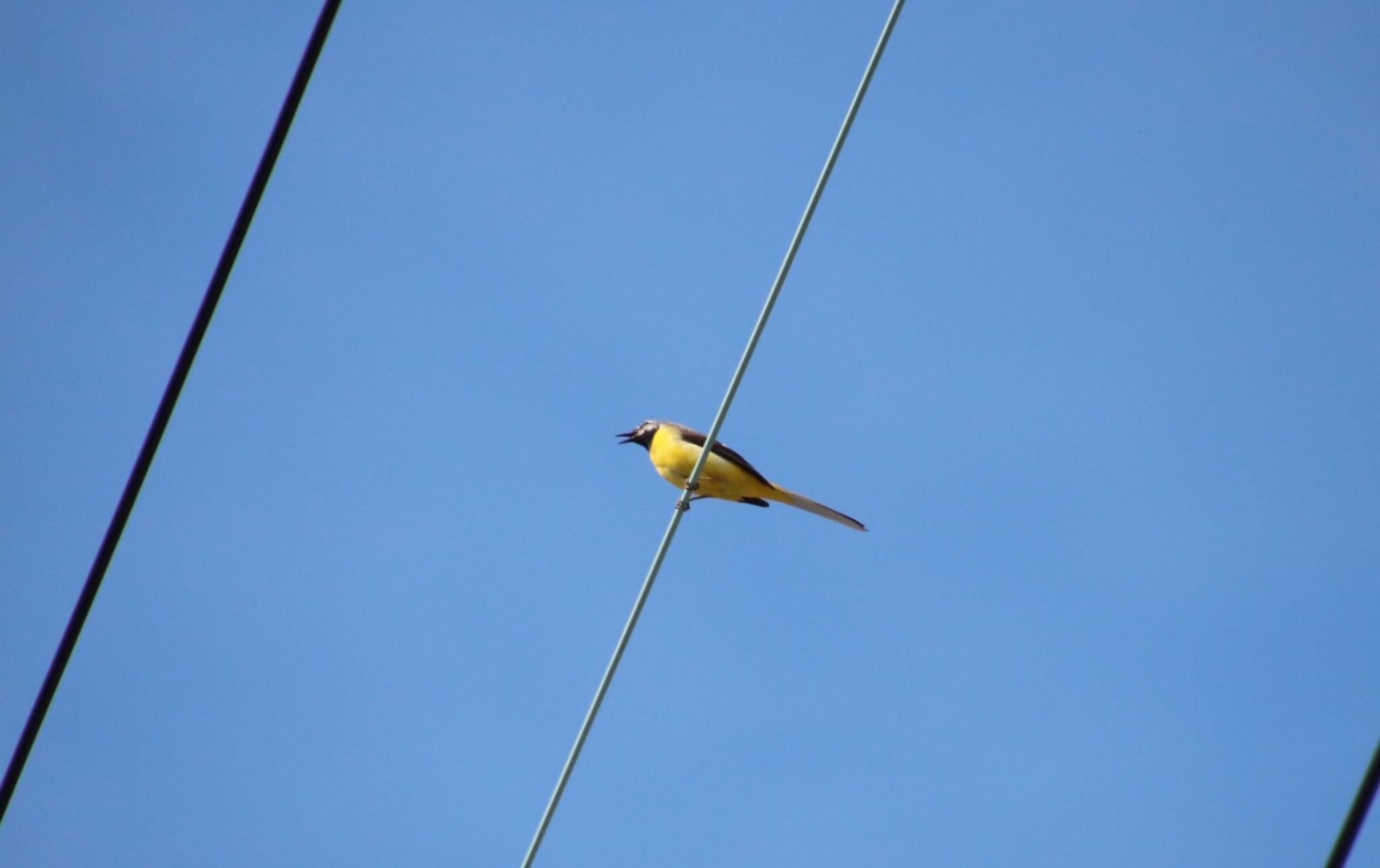 Photo of Grey Wagtail at 伊吹山 by Mariko N