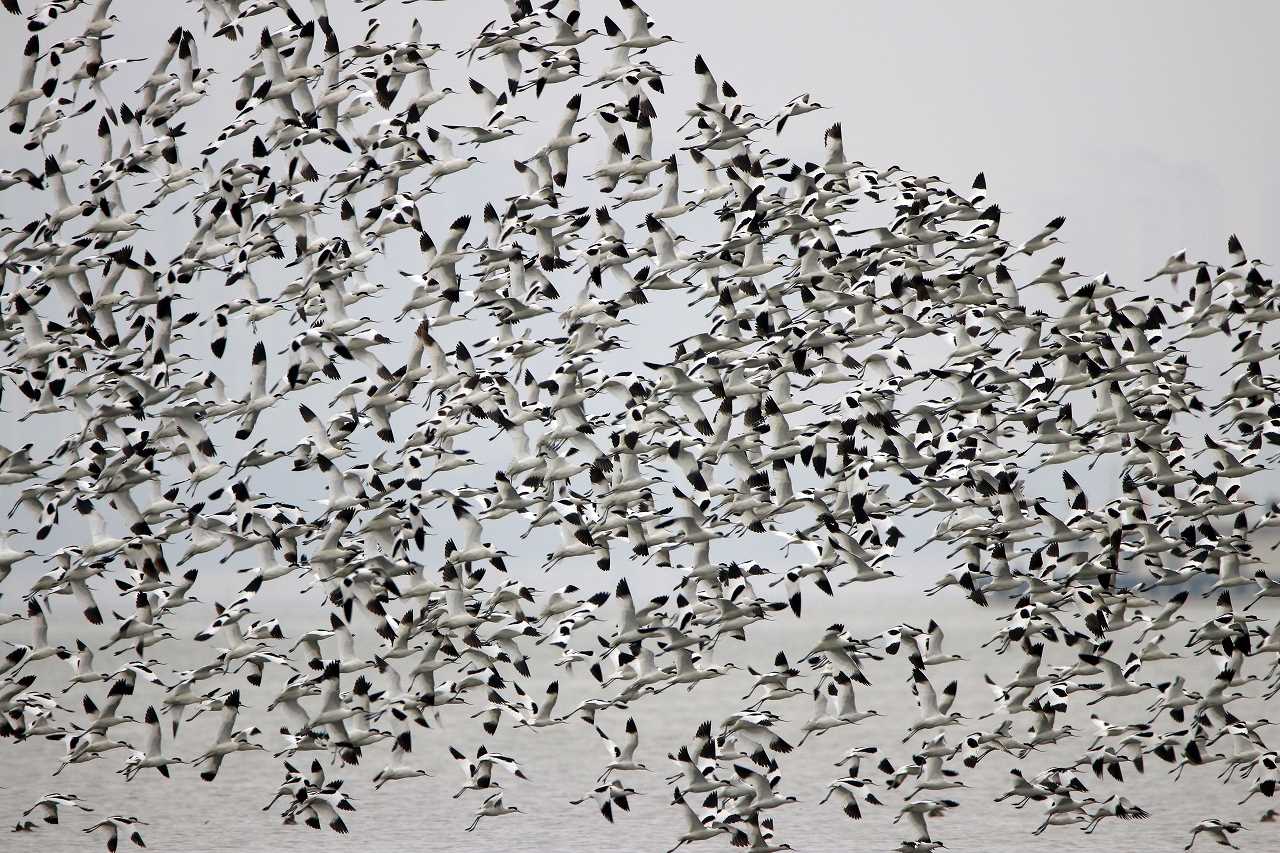 Pied Avocet