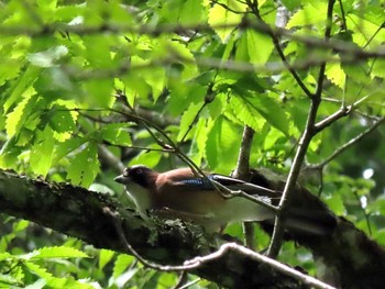 2021年5月22日(土) 段戸裏谷の野鳥観察記録