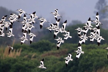 Pied Avocet マイポ(香港) Sun, 2/19/2017