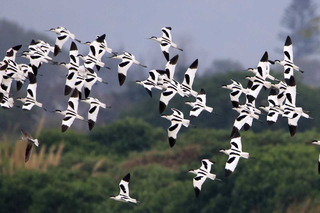 Photo of Pied Avocet at マイポ(香港) by とみやん