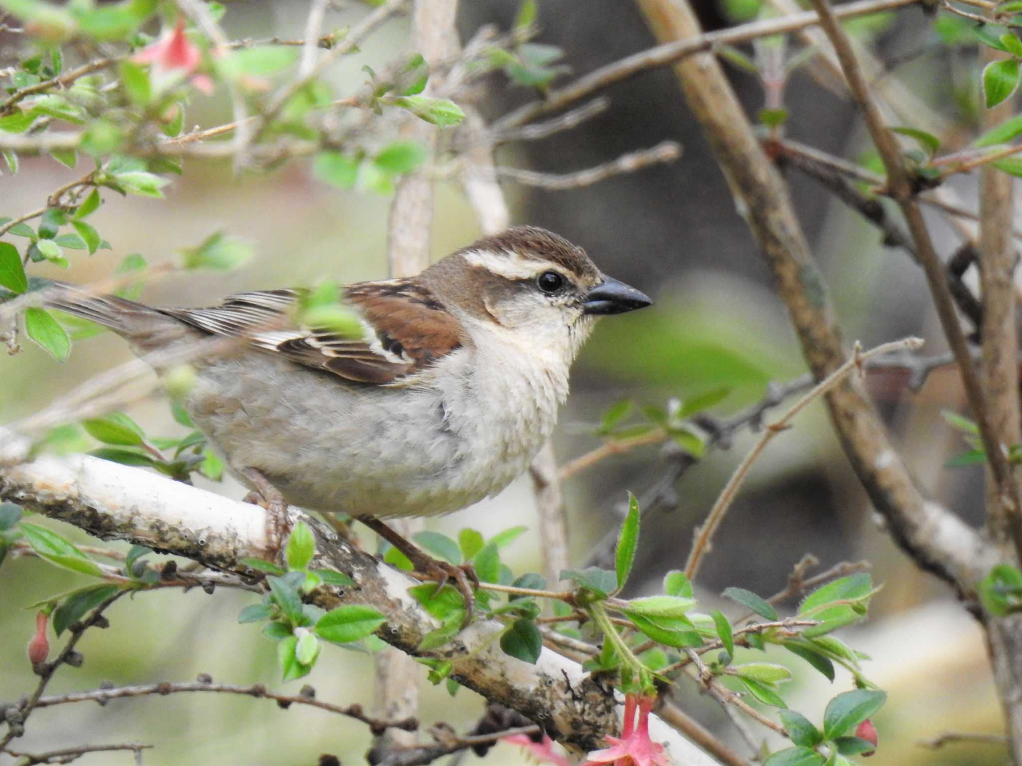 Russet Sparrow