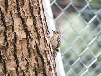 Japanese Pygmy Woodpecker 稲永公園 Sun, 5/23/2021