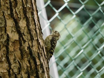 Japanese Pygmy Woodpecker 稲永公園 Sun, 5/23/2021