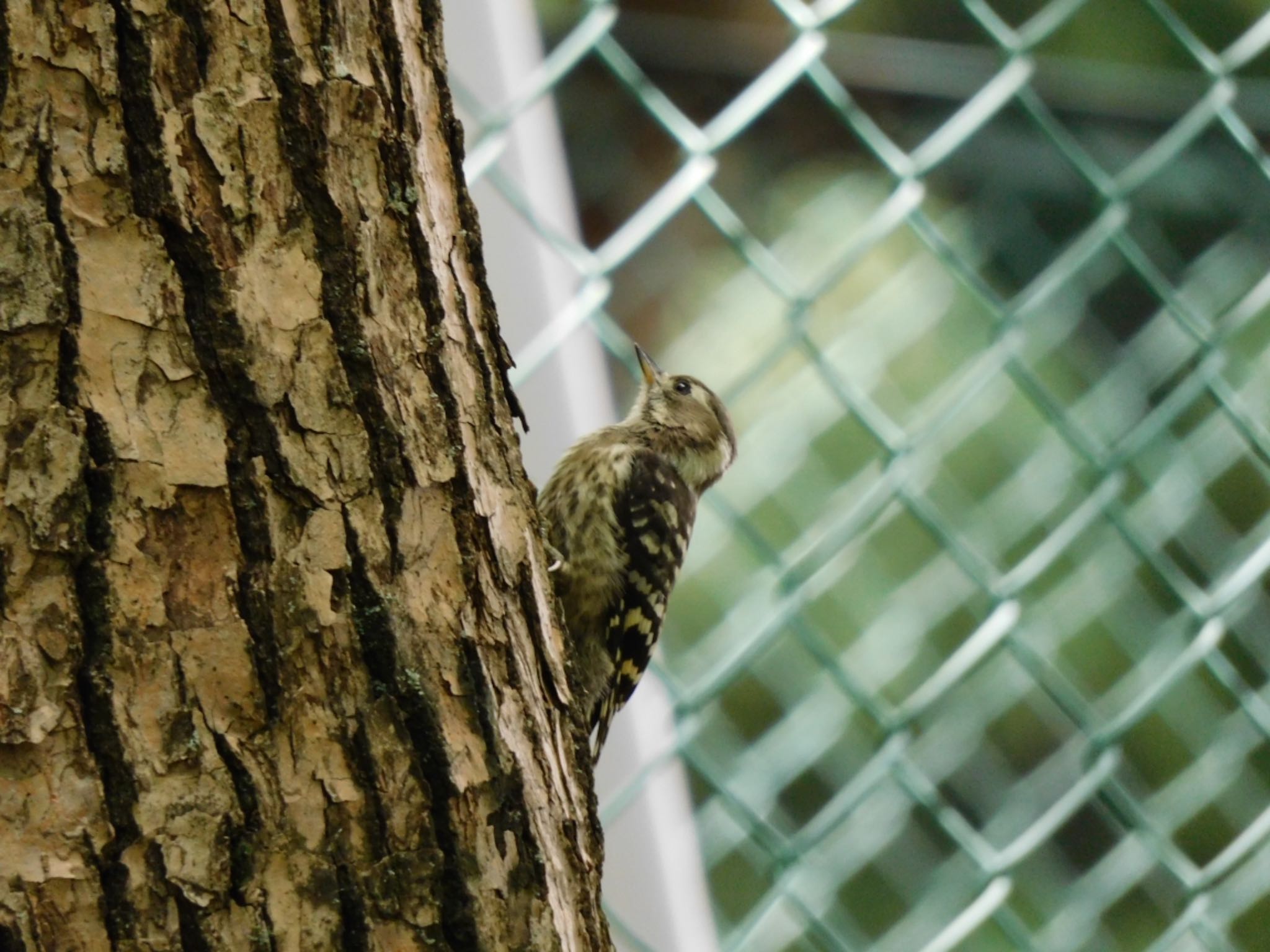 Photo of Japanese Pygmy Woodpecker at 稲永公園 by noel2023