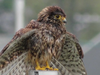 Common Kestrel 淀川河川公園 Sat, 5/22/2021