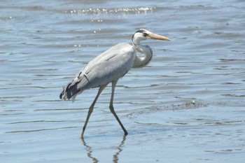 2021年5月23日(日) 東海市名和町一ノ下　35°03'24.6" 136°54'15.7"の野鳥観察記録