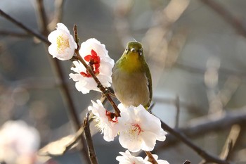 メジロ 名古屋市 2017年3月9日(木)