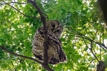 Ural Owl 福岡県 八女市 Sun, 5/23/2021