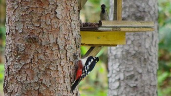 2021年5月23日(日) 西野緑道(札幌市西区)の野鳥観察記録