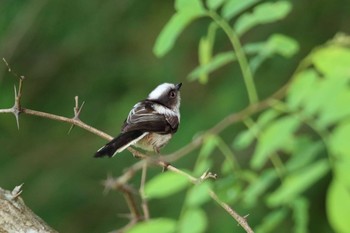 Long-tailed Tit 平谷川 Sun, 5/23/2021