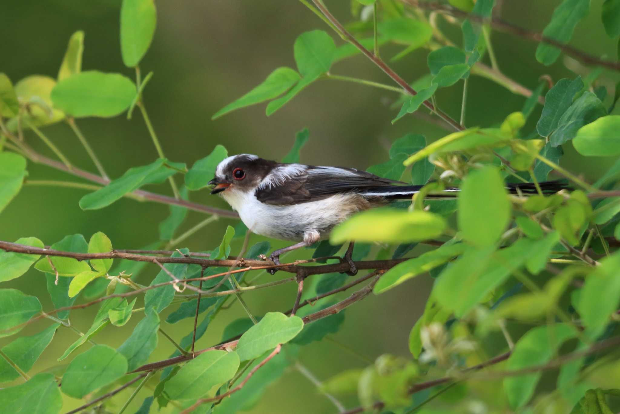 Long-tailed Tit