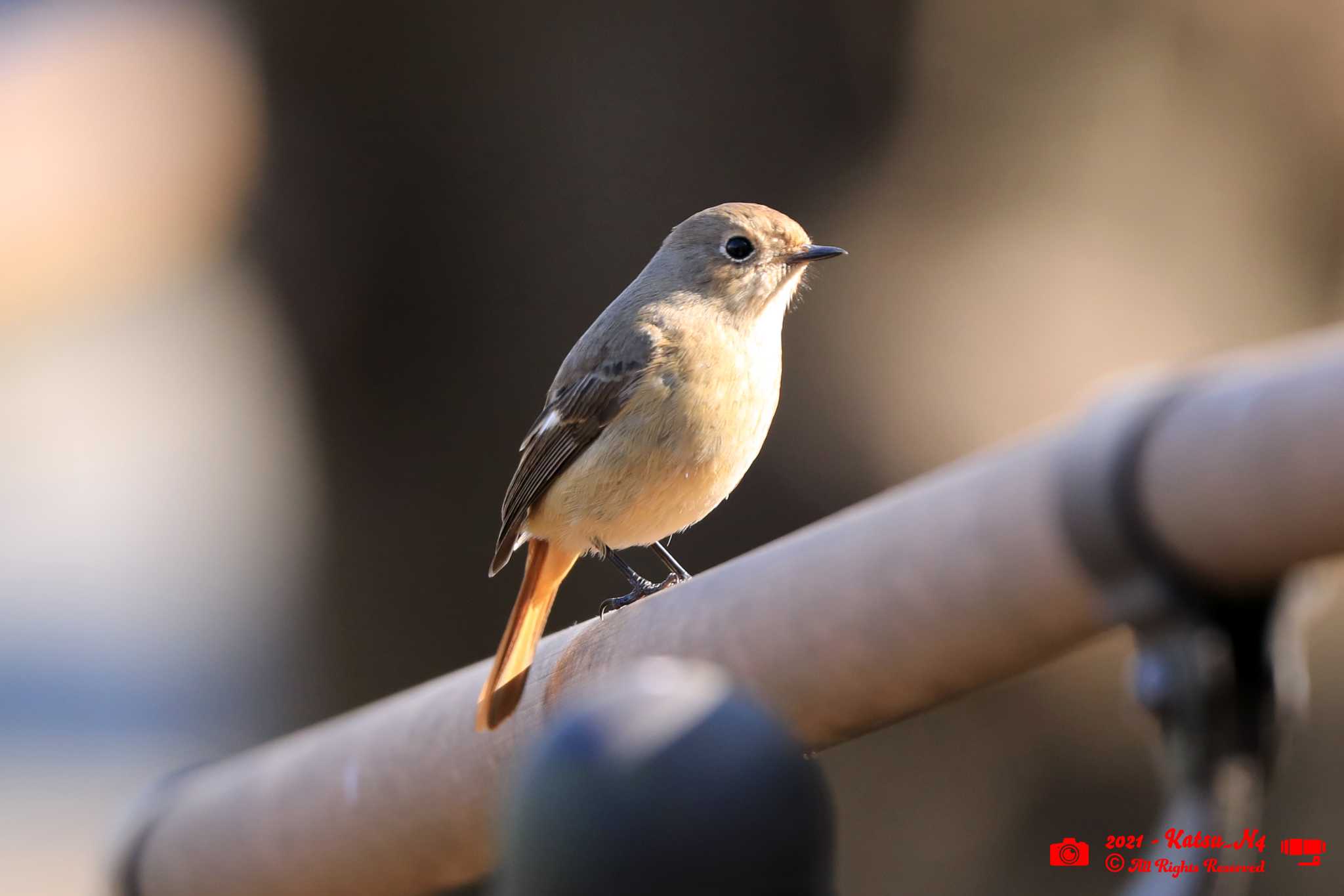 Photo of Red-flanked Bluetail at 富士森公園 by katugon