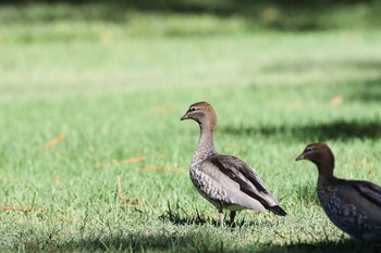 Maned Duck Royal Botanic Gardens Sydney Thu, 2/9/2017