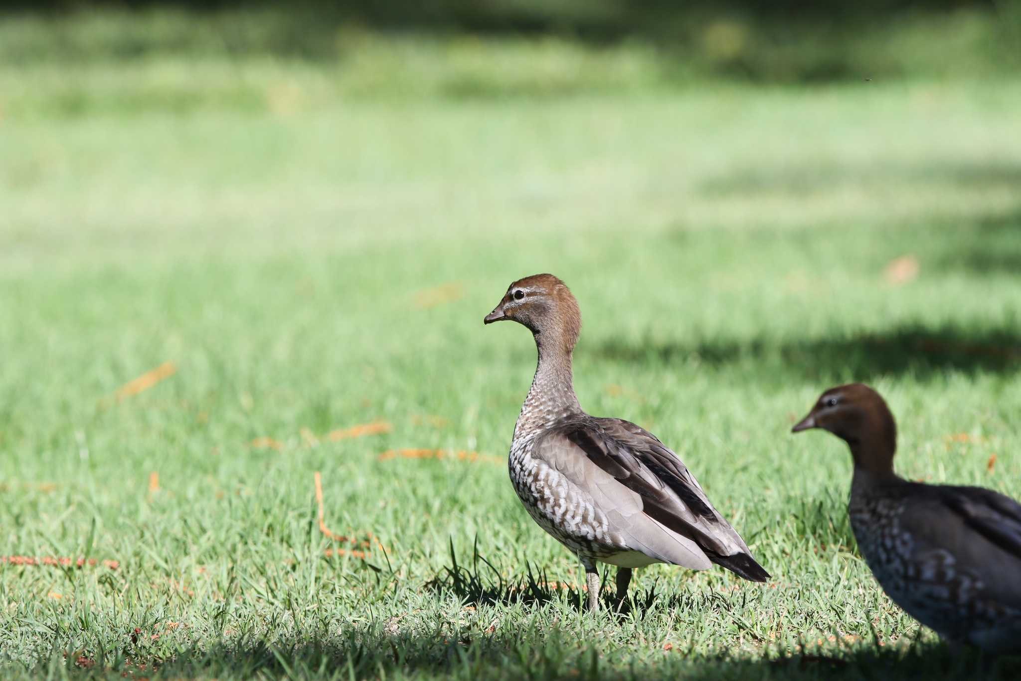 Photo of Maned Duck at Royal Botanic Gardens Sydney by Trio