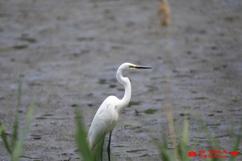 Medium Egret 葛西臨海公園鳥類園 Sat, 5/8/2021