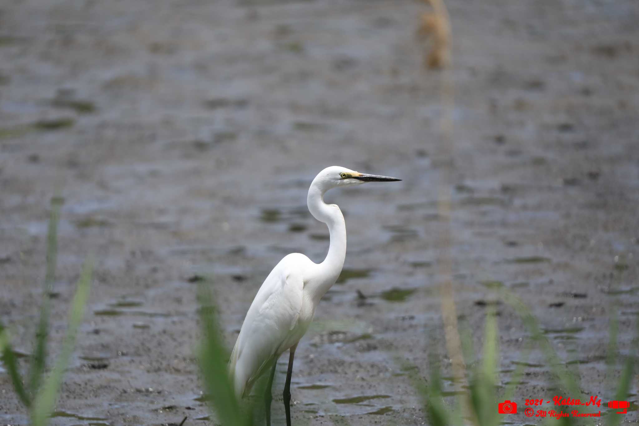 Photo of Medium Egret at 葛西臨海公園鳥類園 by katugon