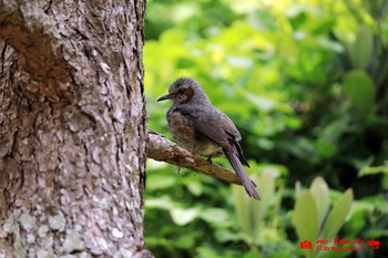 Brown-eared Bulbul 葛西臨海公園鳥類園 Sat, 5/8/2021