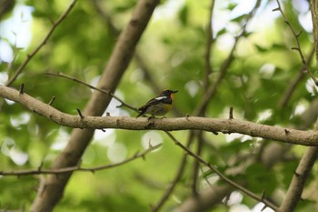 Narcissus Flycatcher 井頭公園 Sun, 5/23/2021