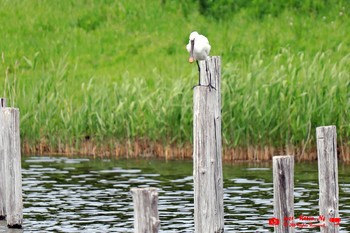 Eurasian Spoonbill 葛西臨海公園鳥類園 Sat, 5/8/2021