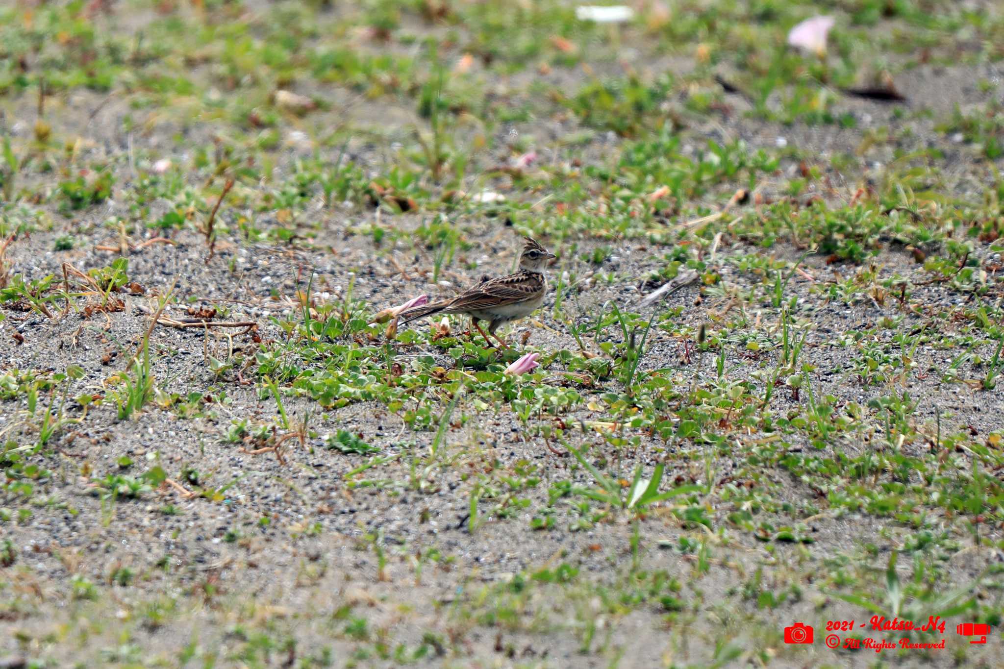 Photo of Eurasian Skylark at 葛西臨海公園鳥類園 by katugon