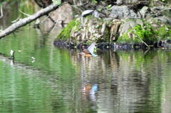 Common Kingfisher 井頭公園 Sun, 5/23/2021