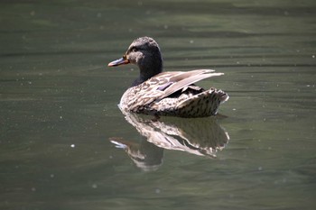 マガモ 京都市宝ヶ池公園 2021年5月23日(日)