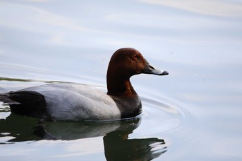 Common Pochard 京都市宝ヶ池公園 Sun, 5/23/2021