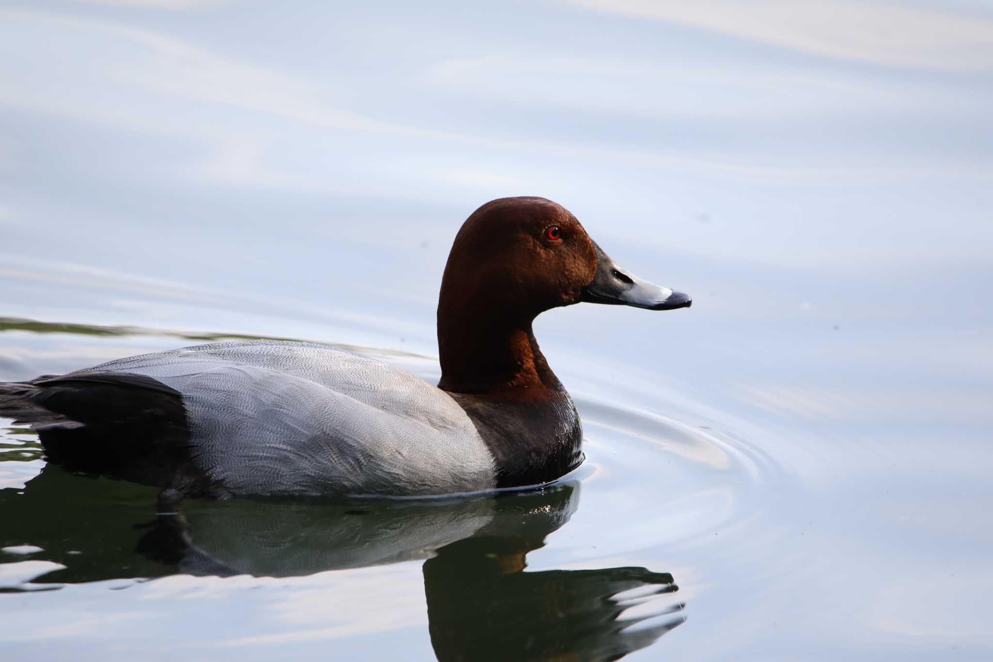 Photo of Common Pochard at 京都市宝ヶ池公園 by 蕾@sourai0443