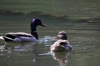 マガモ 京都市宝ヶ池公園 2021年5月23日(日)