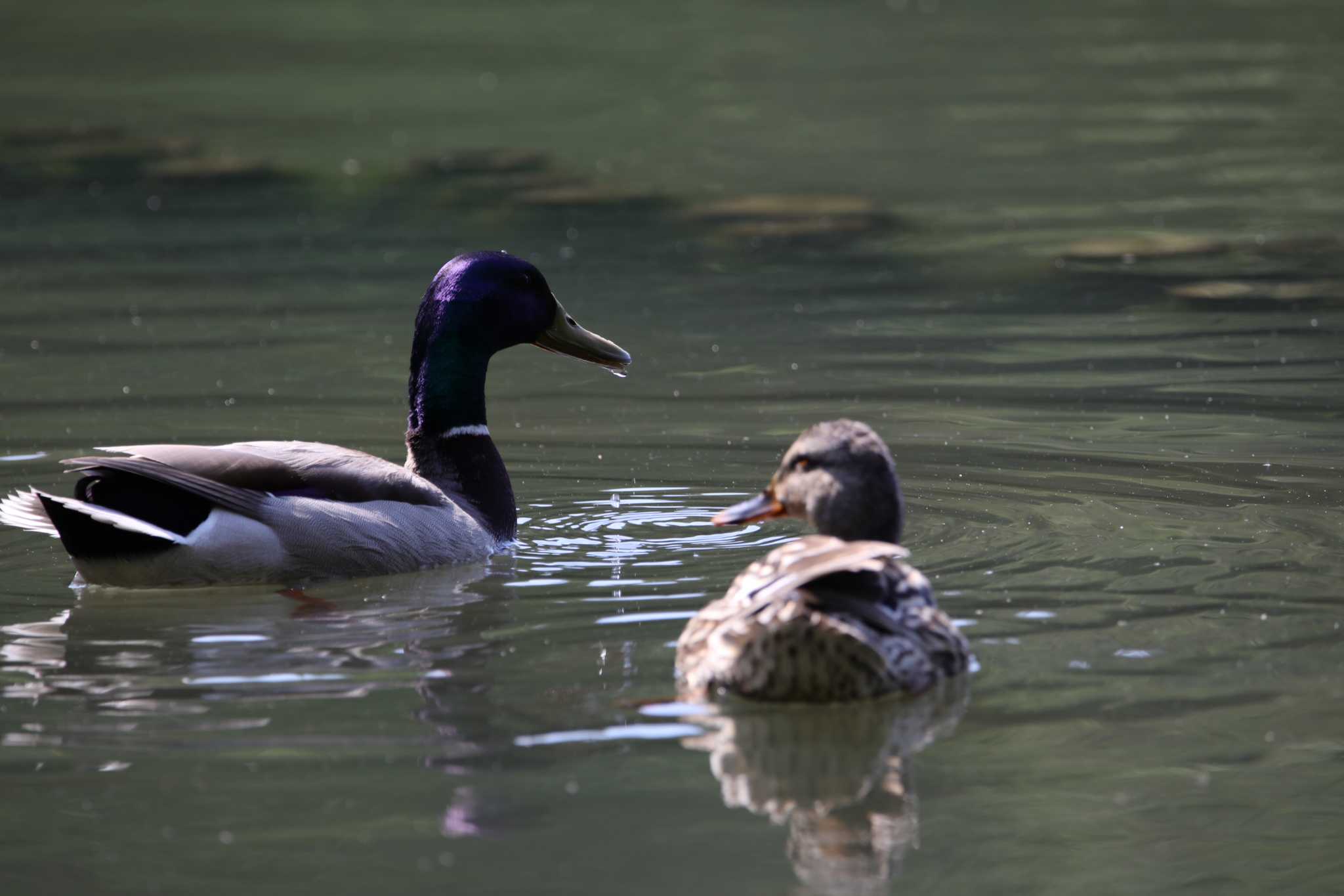 京都市宝ヶ池公園 マガモの写真 by 蕾@sourai0443