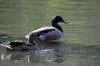 マガモ 京都市宝ヶ池公園 2021年5月23日(日)