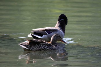 マガモ 京都市宝ヶ池公園 2021年5月23日(日)