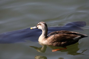 マガモ 京都市宝ヶ池公園 2021年5月23日(日)