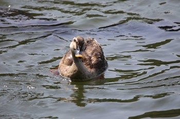 マガモ 京都市宝ヶ池公園 2021年5月23日(日)