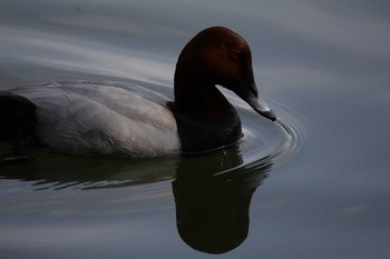 Common Pochard 京都市宝ヶ池公園 Sun, 5/23/2021