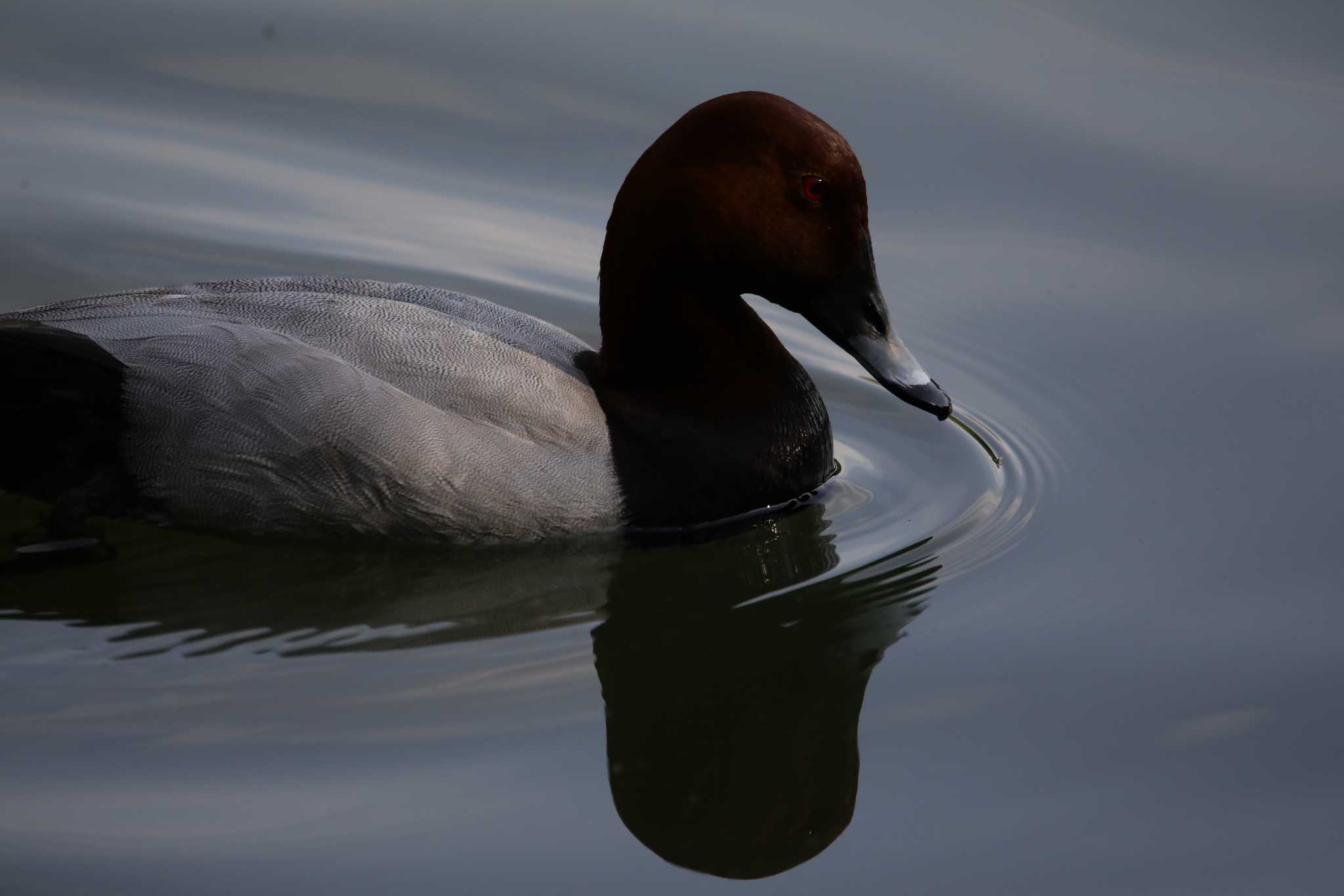 Photo of Common Pochard at 京都市宝ヶ池公園 by 蕾@sourai0443