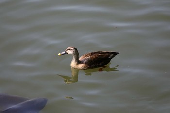 マガモ 京都市宝ヶ池公園 2021年5月23日(日)